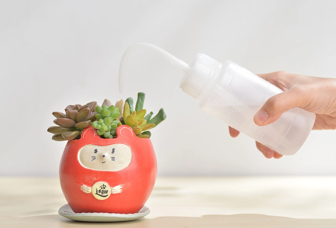 多肉植物澆水全攻略：掌握三大關鍵，告別爛根與徒長
