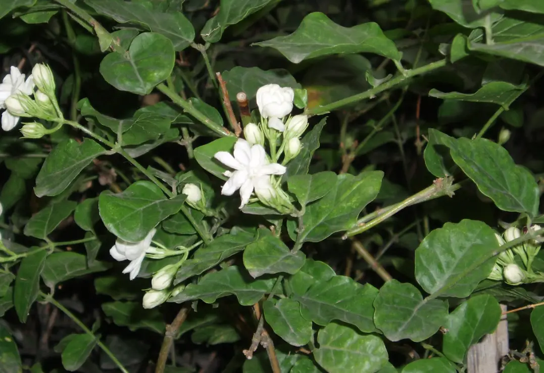 茉莉花繁殖全攻略：掌握3大關鍵技巧，輕鬆讓陽台香氣滿溢