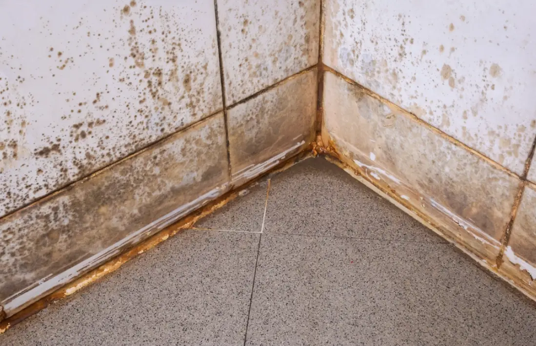 廁所發霉原因全解析：從根源預防到安全清理的實用指南