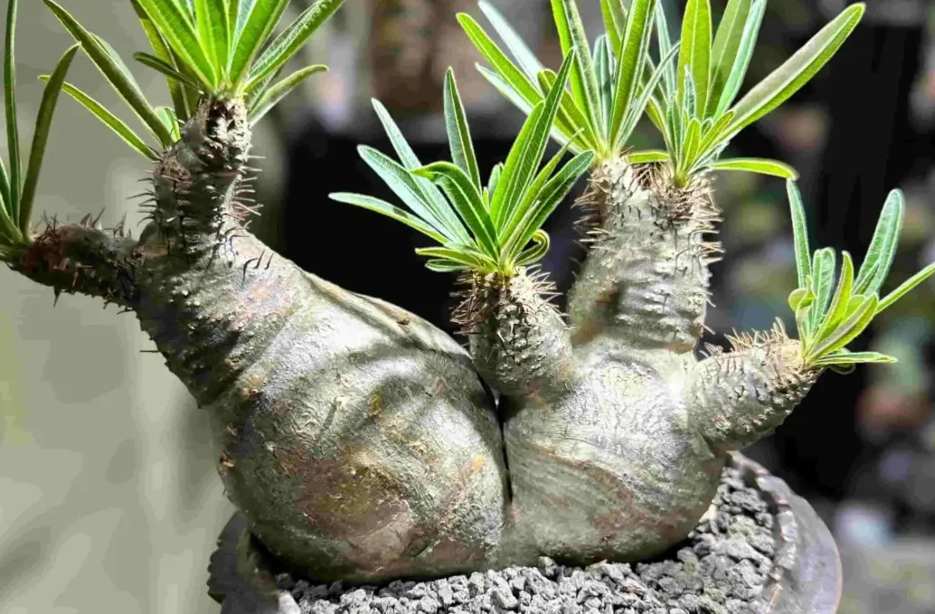 多肉植物澆水 多肉植物澆水