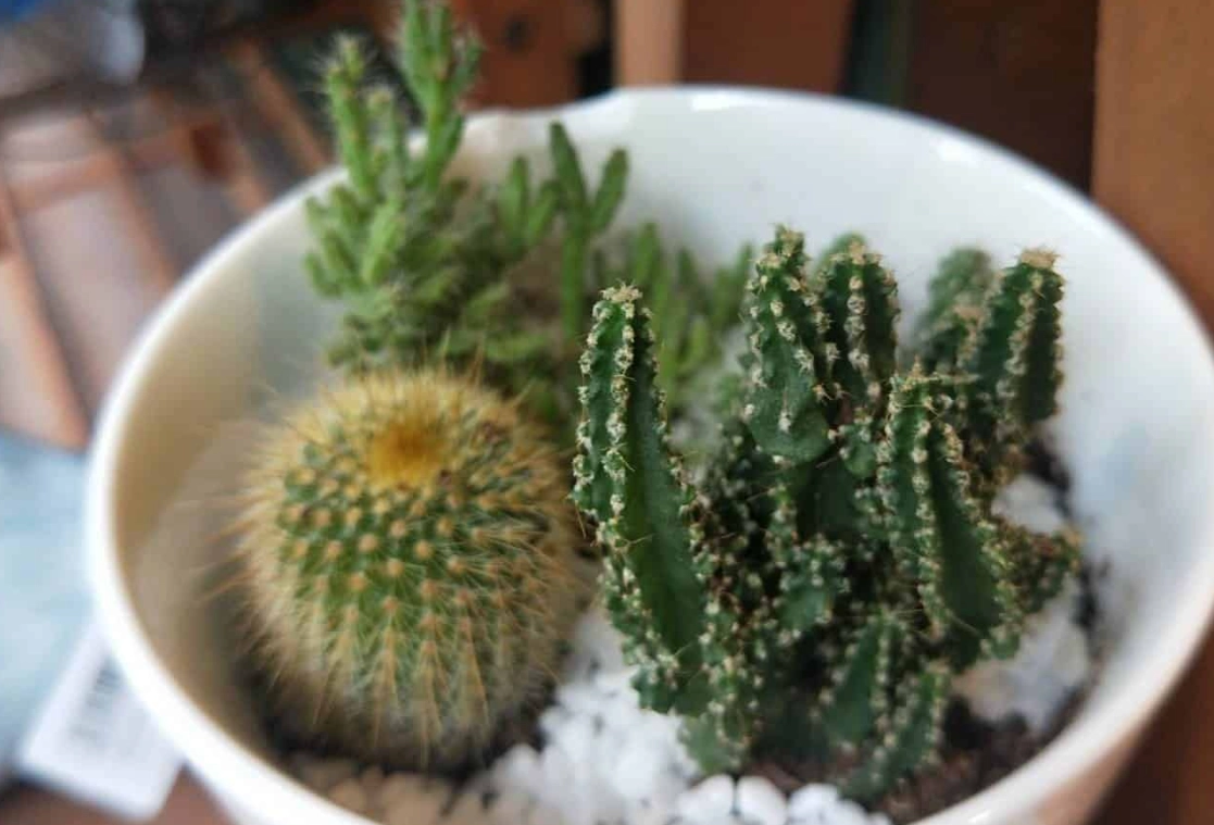 多肉植物土壤调整