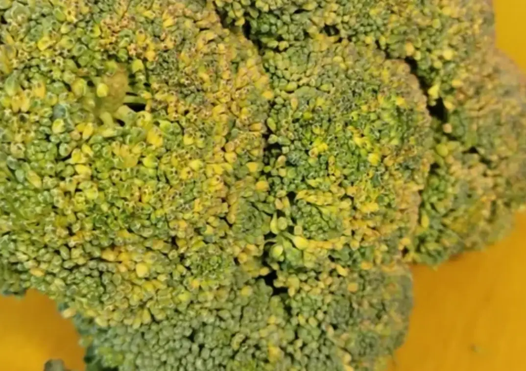 綠花椰菜變黃怎麼辦？三大原因與完整急救保存指南