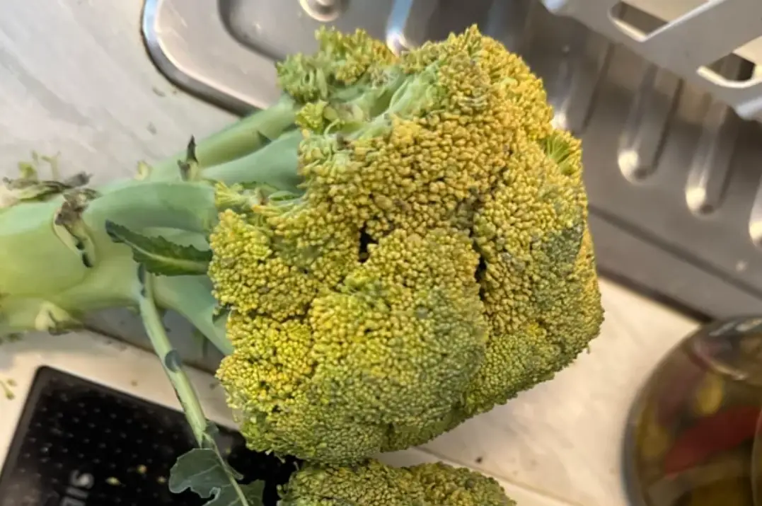 綠花椰菜變黃可以吃嗎