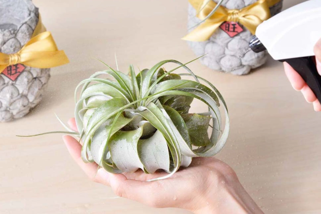 空氣鳳梨照顧全攻略：從新手到高手的必學秘訣