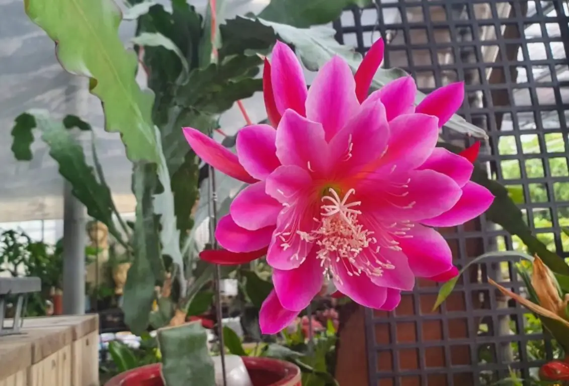 孔雀仙人掌種植完整指南：從選購到開花的實用照顧秘訣