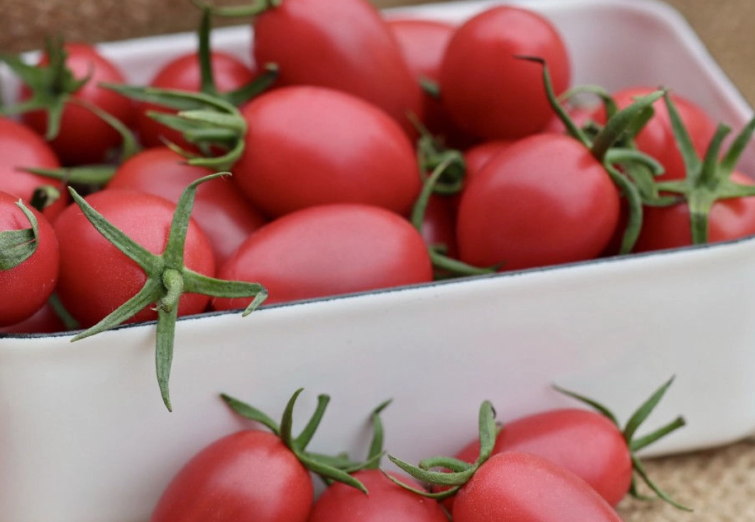 小蜜番茄種植全攻略：從陽台到餐桌的實用指南