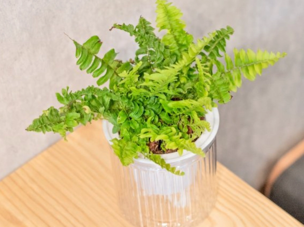 不通風環境植物