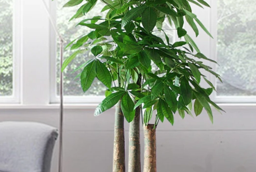 辦公室植物推薦