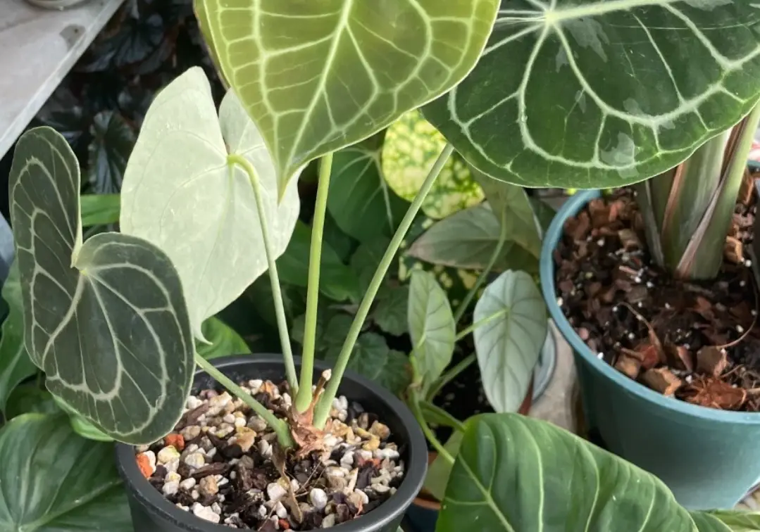 室內觀葉植物終極指南：從挑選到養護，打造你的綠意空間