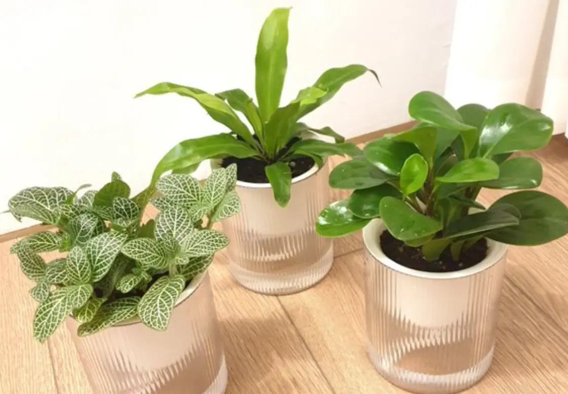 貓奴必看！精選10種對貓無毒的室內植物指南