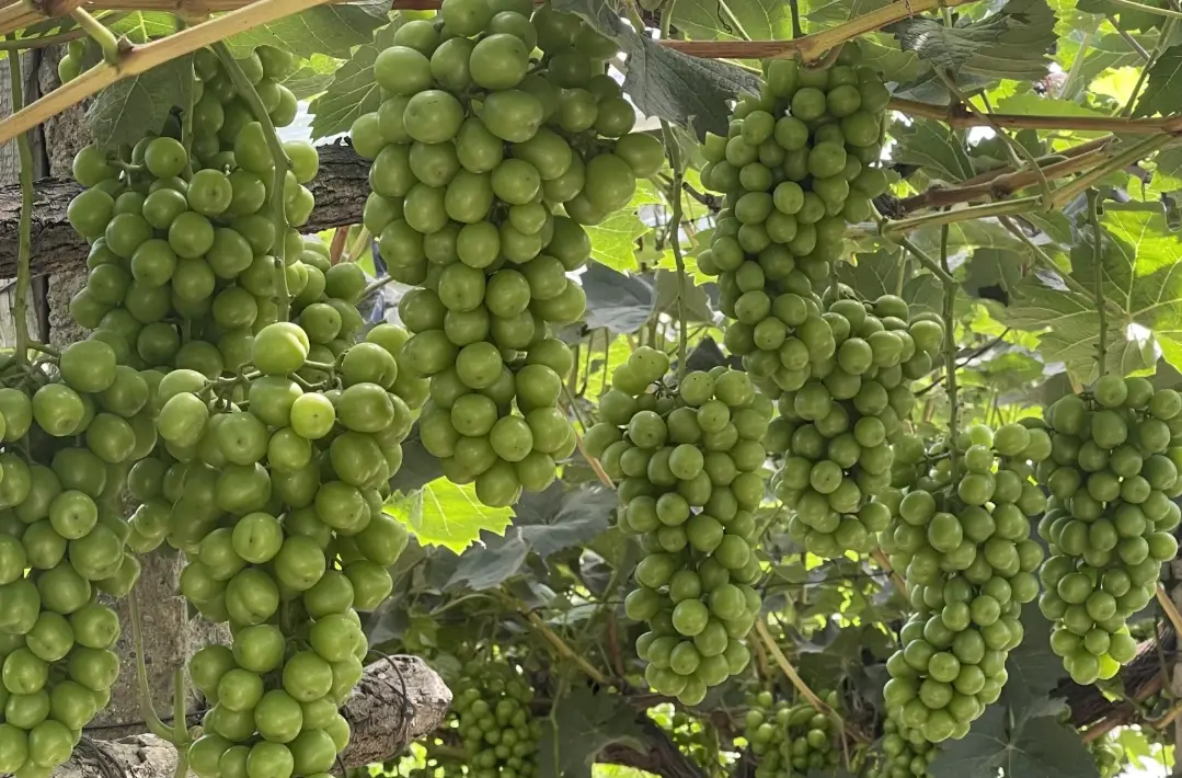 陽光玫瑰葡萄台灣種植