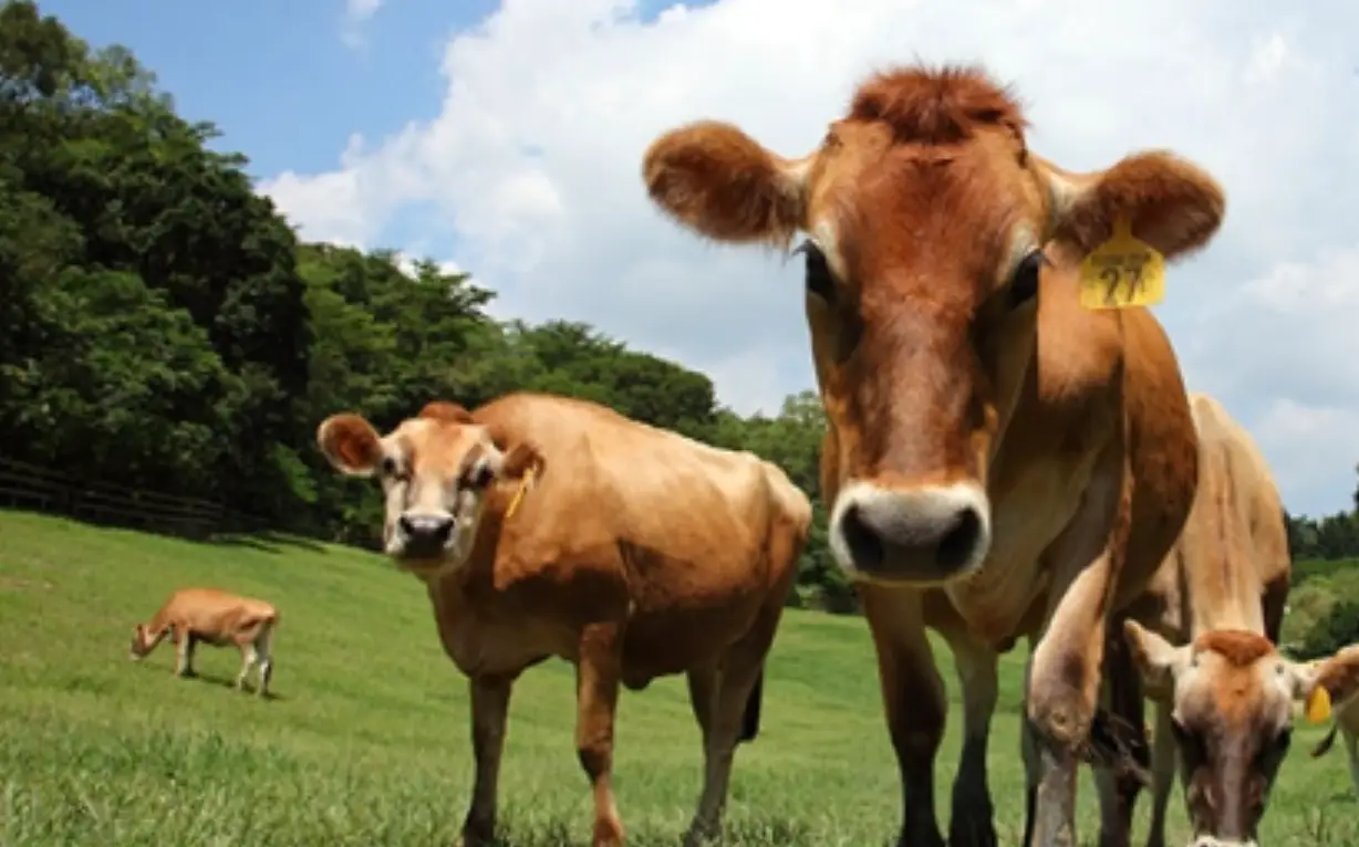 適合老人旅遊景點
