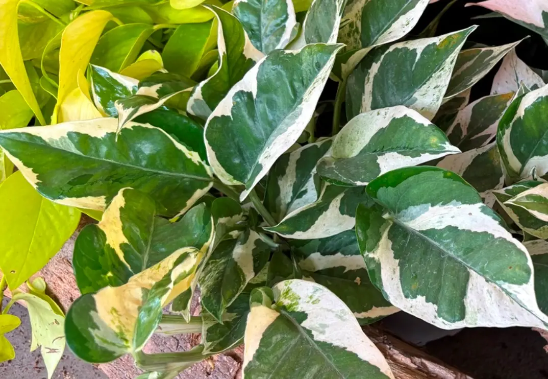 白斑黃金葛 繁殖