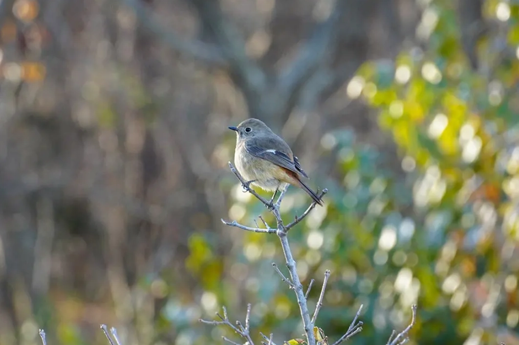 賞鳥活動新手指南：從裝備到地點的台灣生態旅遊全攻略