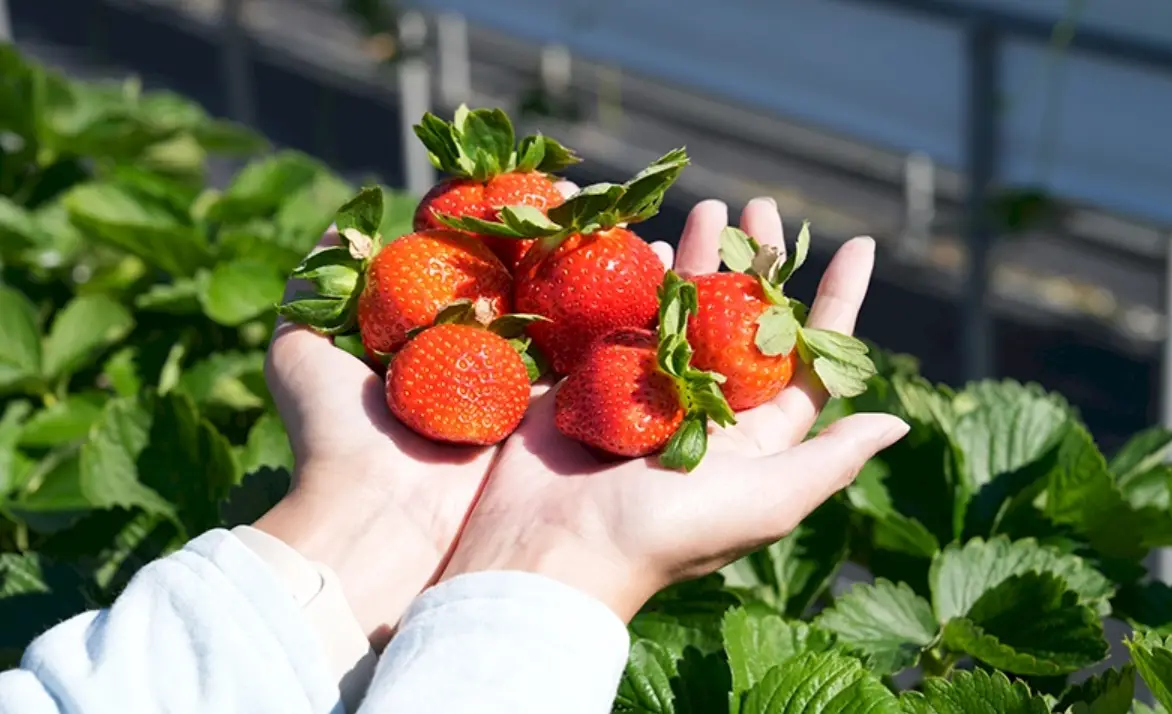 大園採草莓