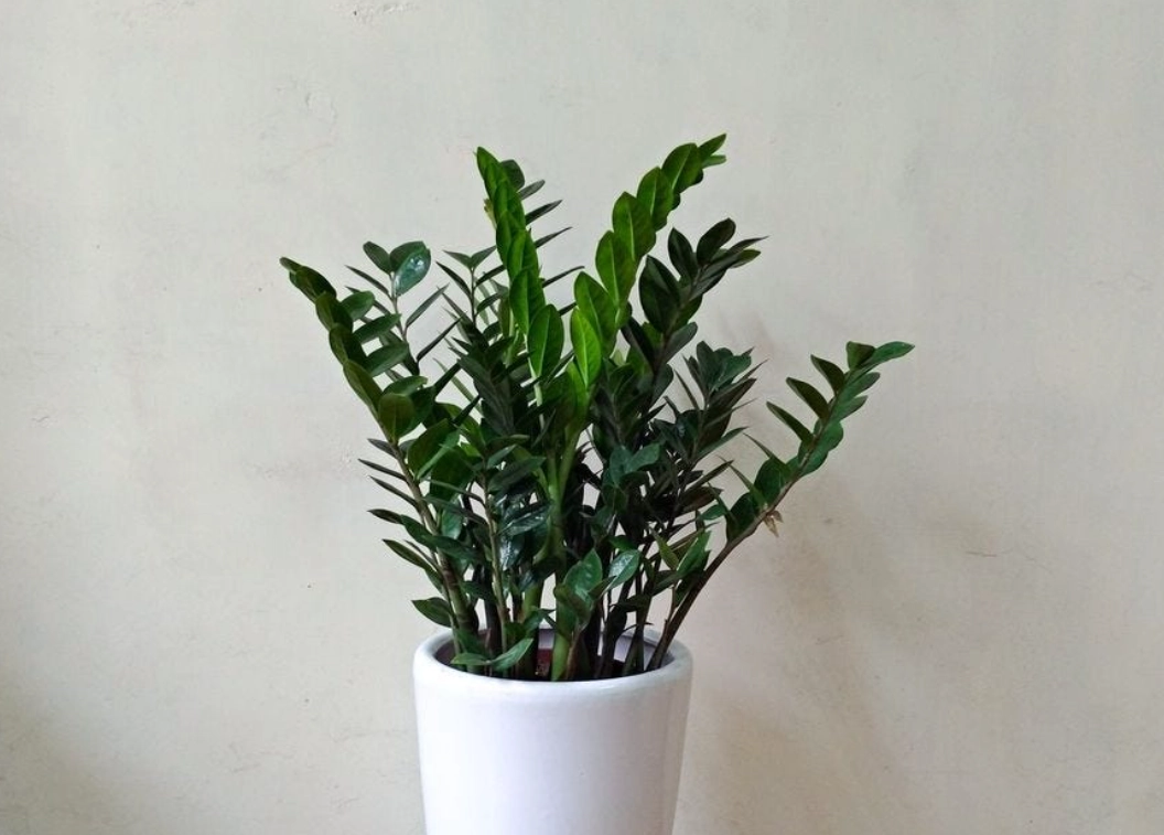 室內不通風植物推薦：10種低光照易照顧的綠植清單與養護技巧