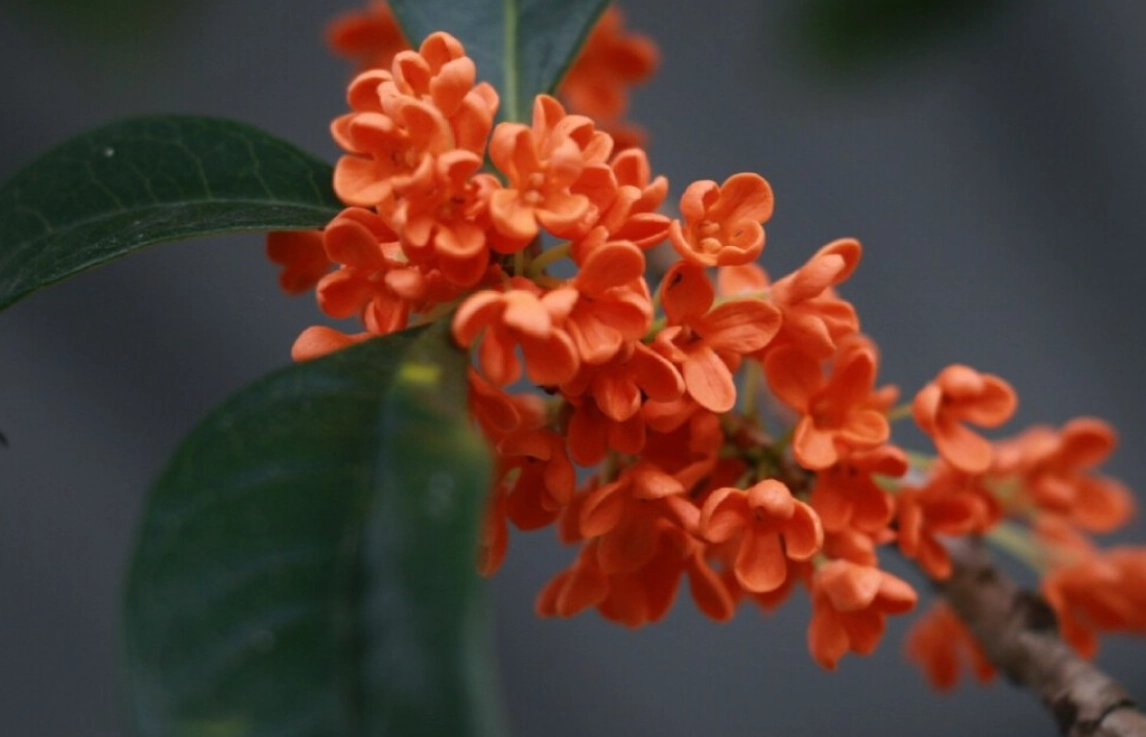 紅桂花種植全攻略：從挑選到飄香，新手也能成功的照顧秘訣