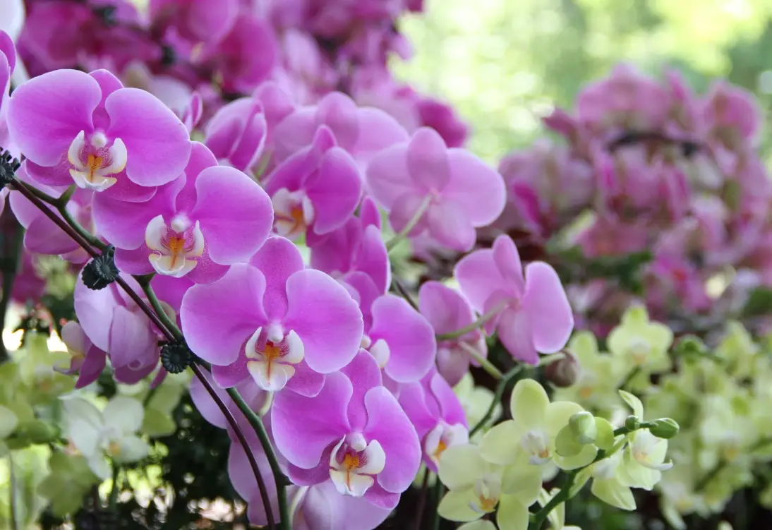 蘭花開完花後處理全攻略：專業修剪與養護技巧