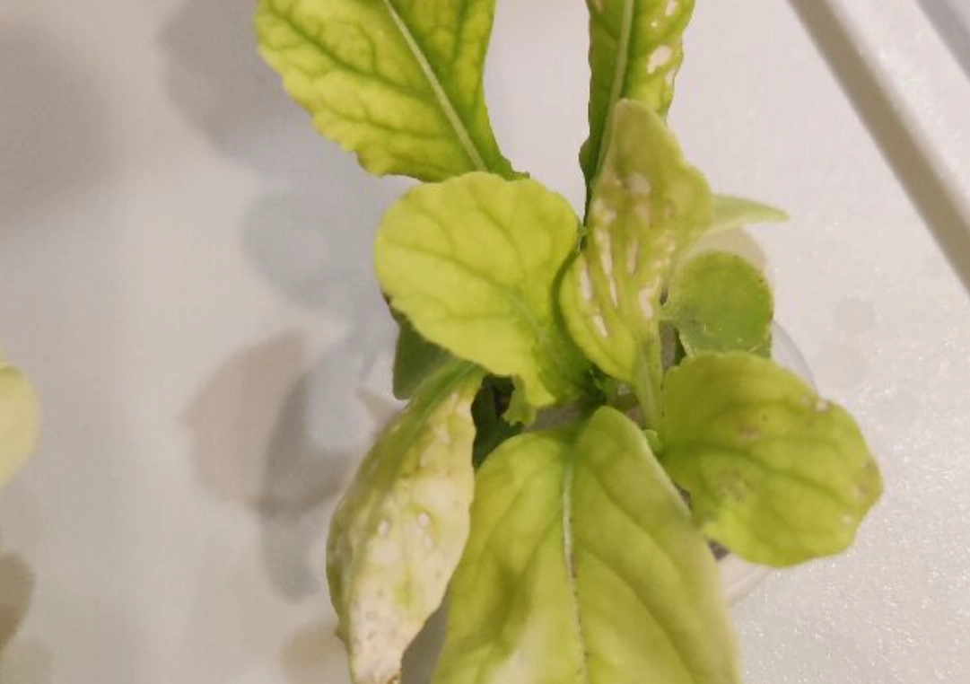 菜葉變黃原因全解析：專家教你診斷與挽救黃葉植物