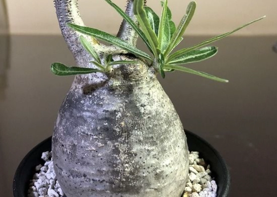 塊根植物照顧 塊根植物照顧