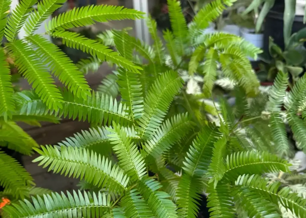 小豆樹葉子捲曲怎麼辦