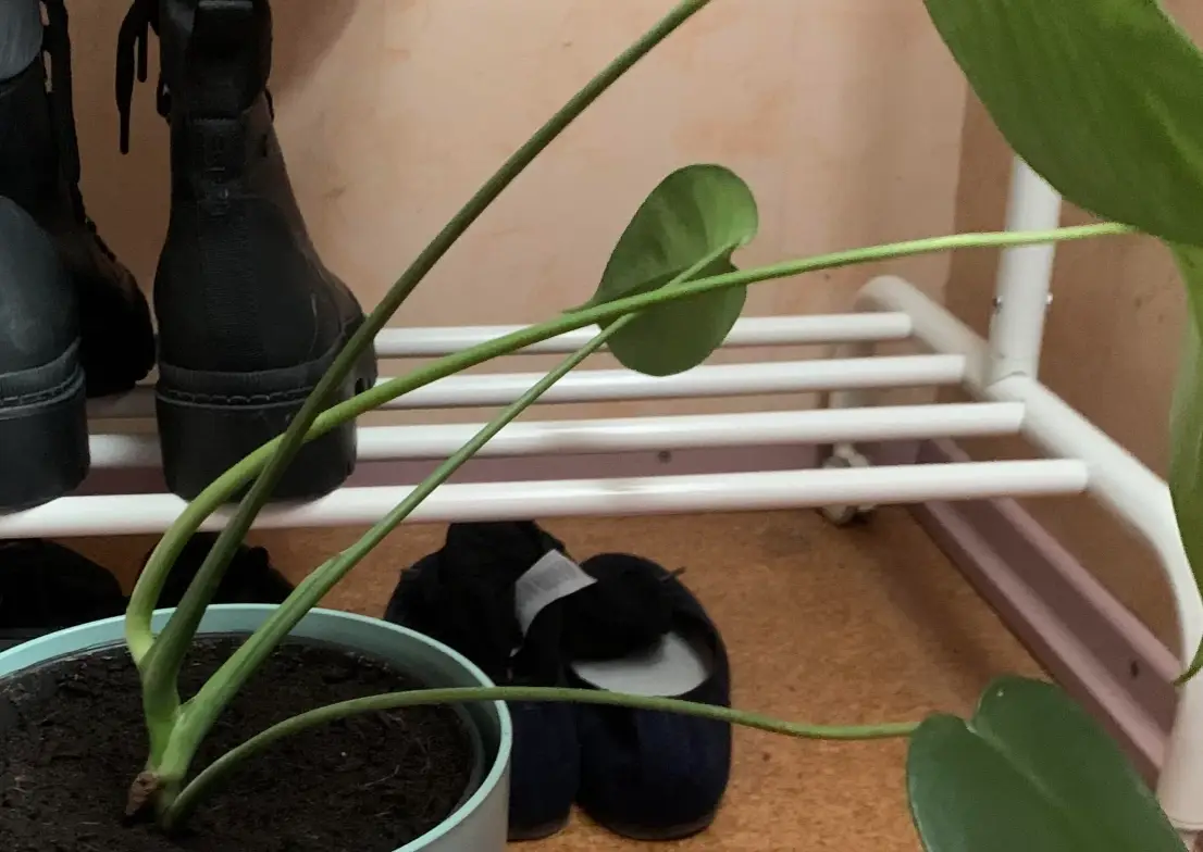 龜背芋傾斜怎麼辦？完整診斷與扶正教學，讓綠植恢復挺立