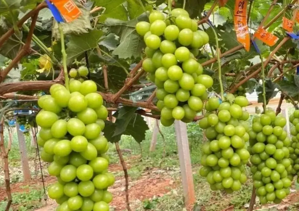 陽光玫瑰葡萄施肥