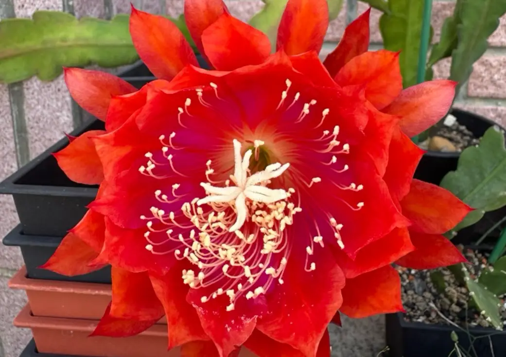 孔雀仙人掌開花