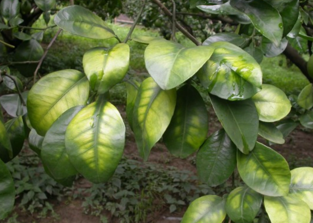 植物缺鎂症狀全解析：從老葉黃化到精準補鎂的實戰指南