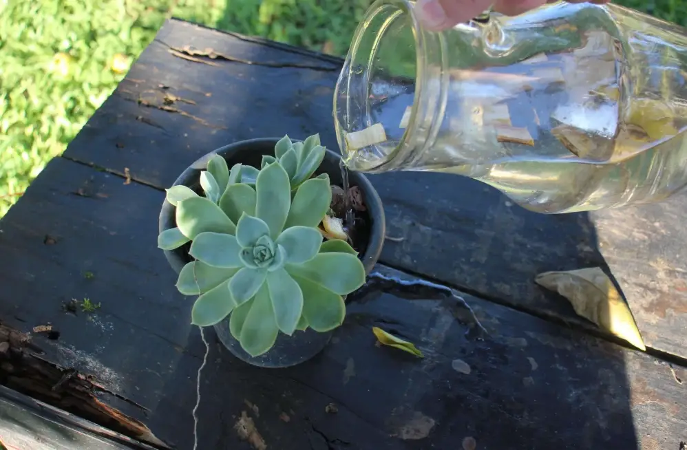 多肉植物澆水方法