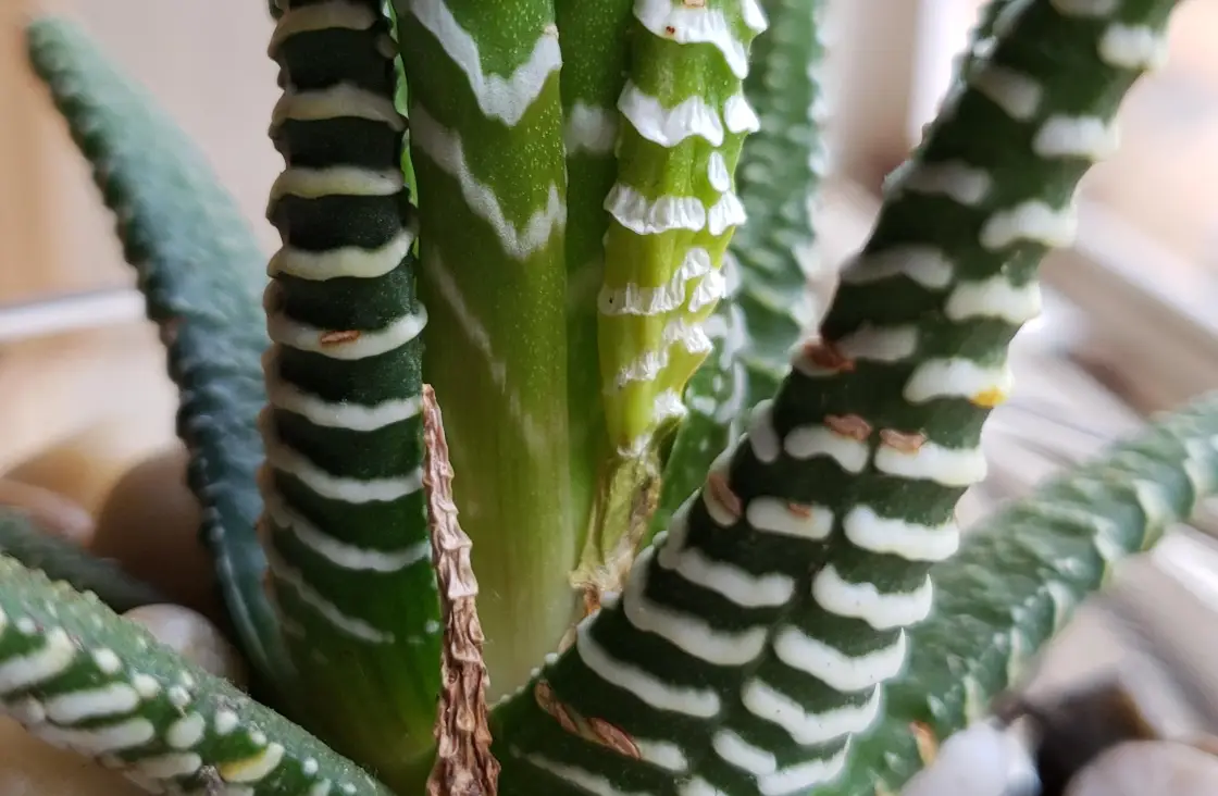 多肉植物 黃葉 處理