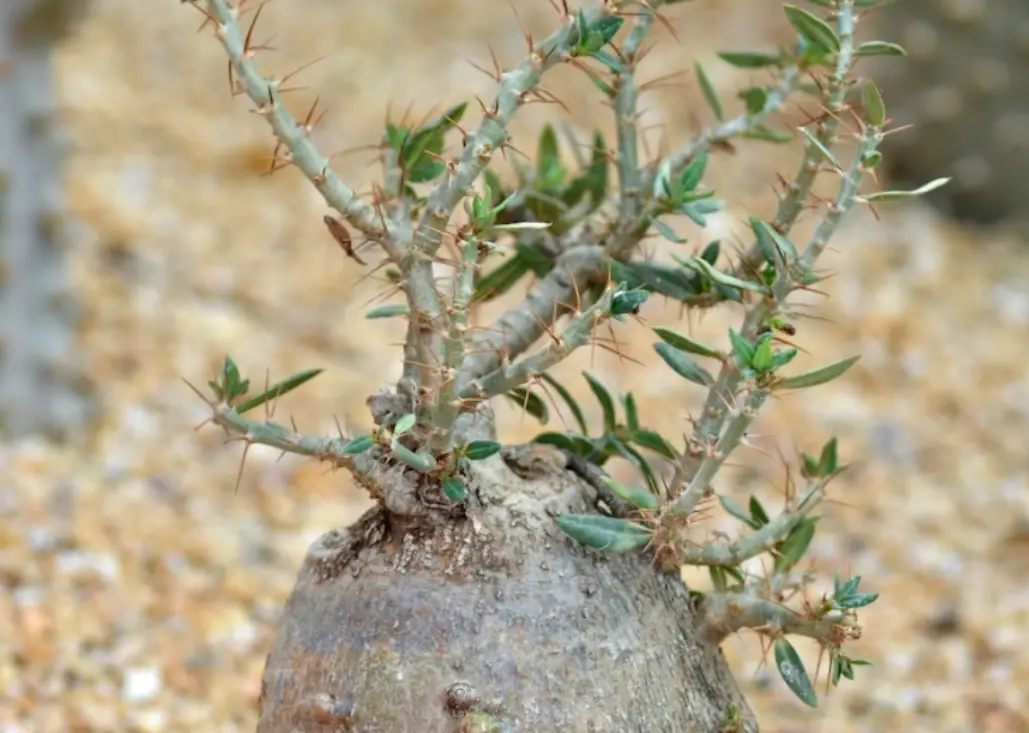 塊根植物澆水終極指南：從入門到精通的澆水心法