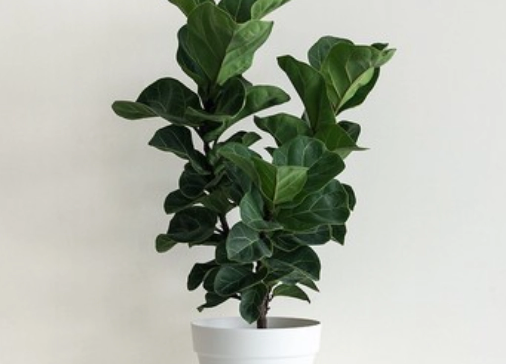 辦公室盆栽養護