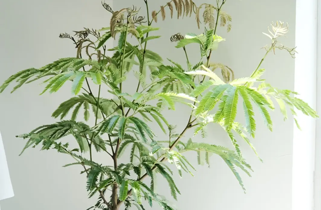 小豆樹葉子捲曲怎麼辦