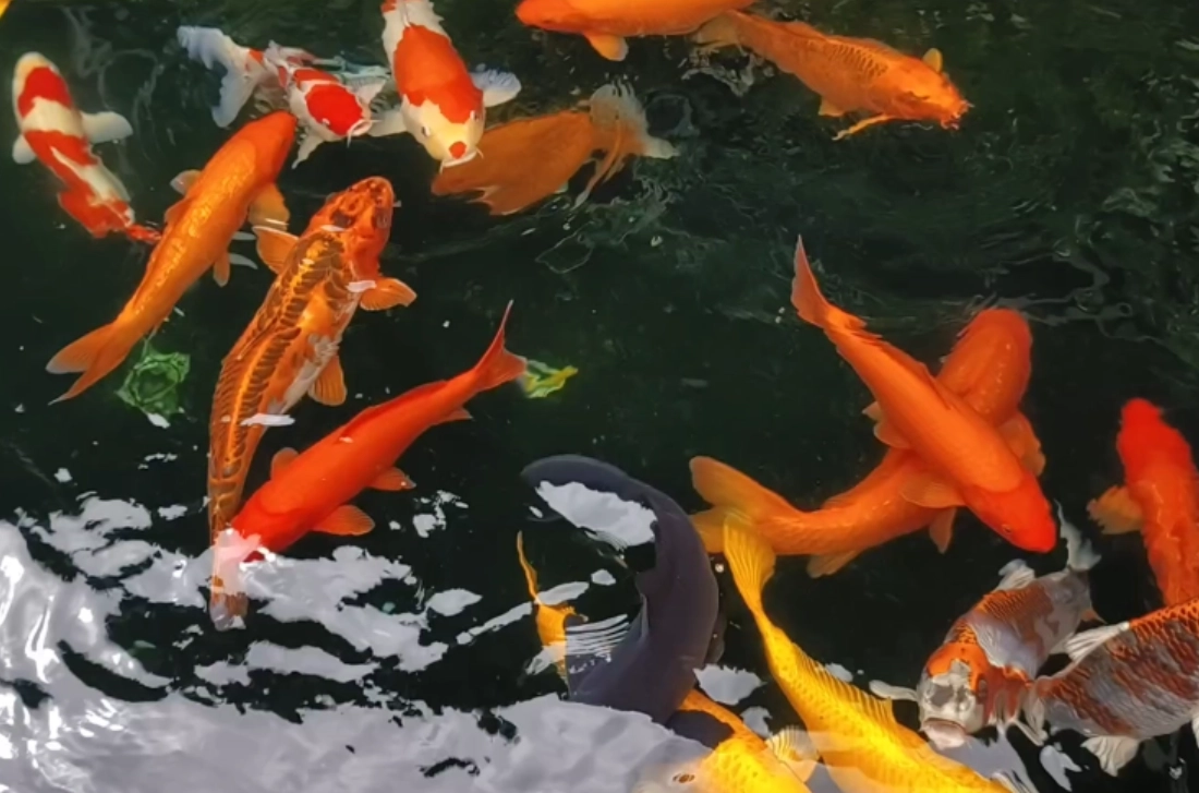 夢到很多大魚 意思