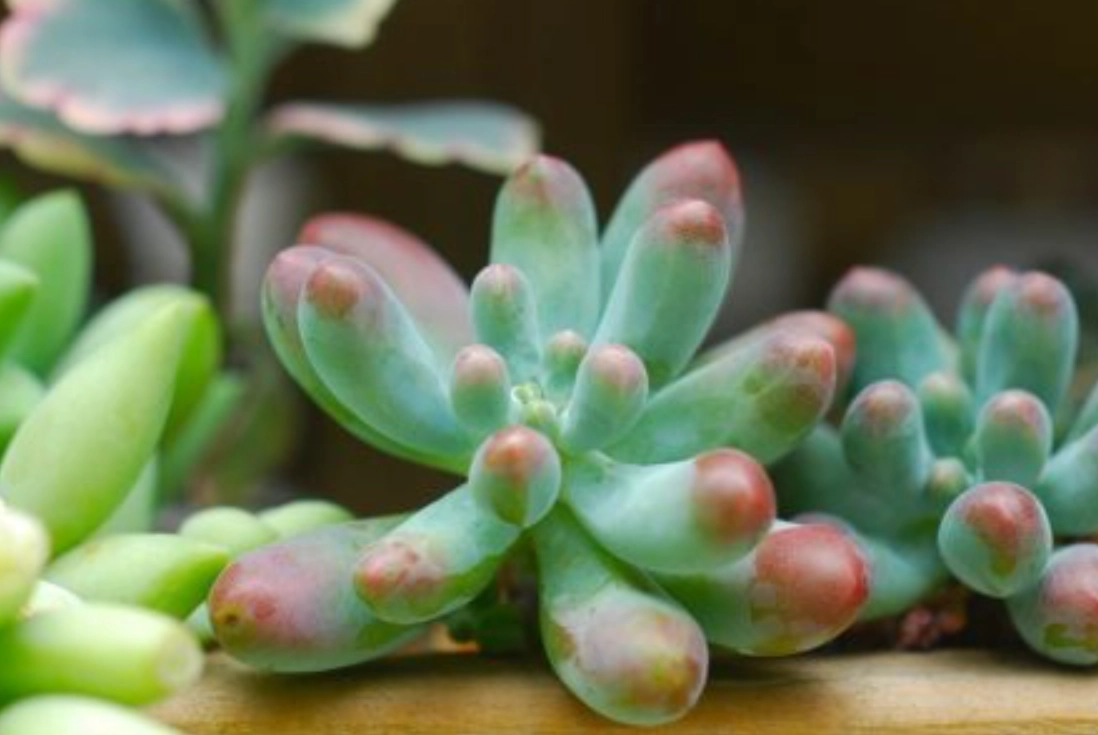 多肉植物景天養護