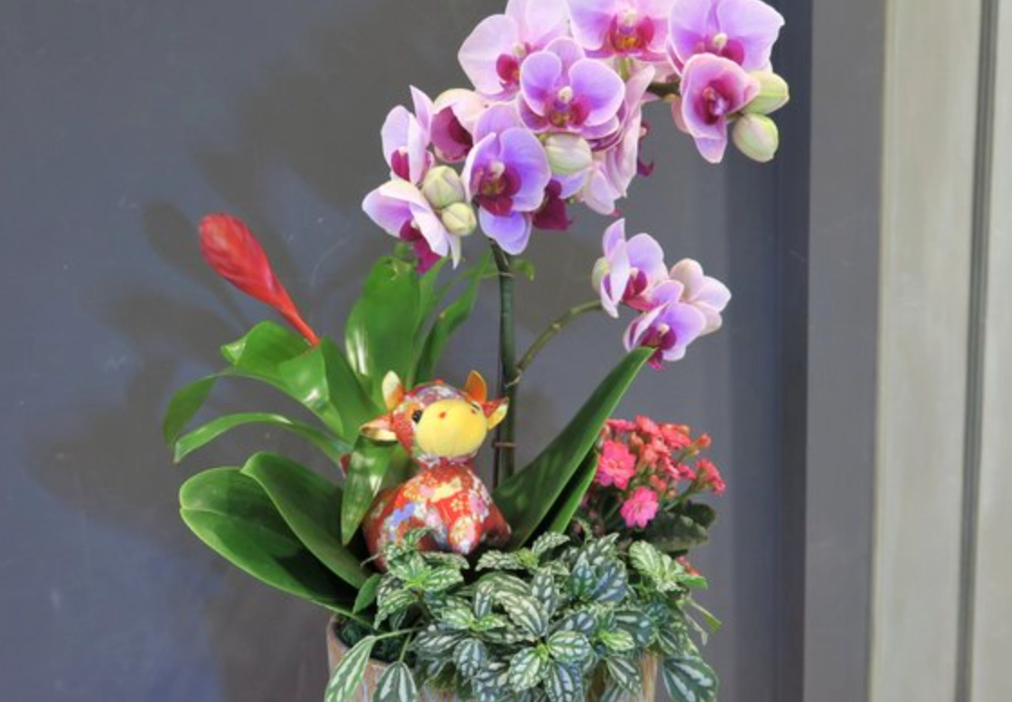 蘭花組合盆栽教學：從零開始打造高質感植栽，新手也能輕鬆上手