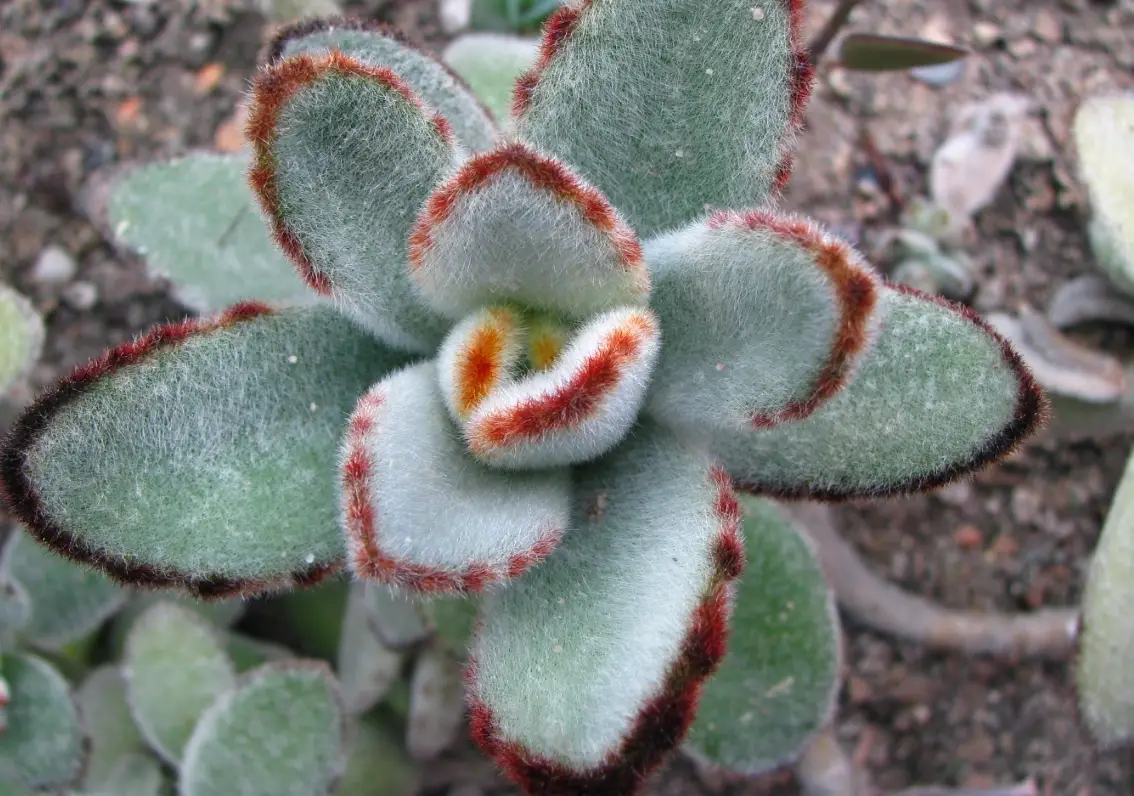 多肉植物養護技巧