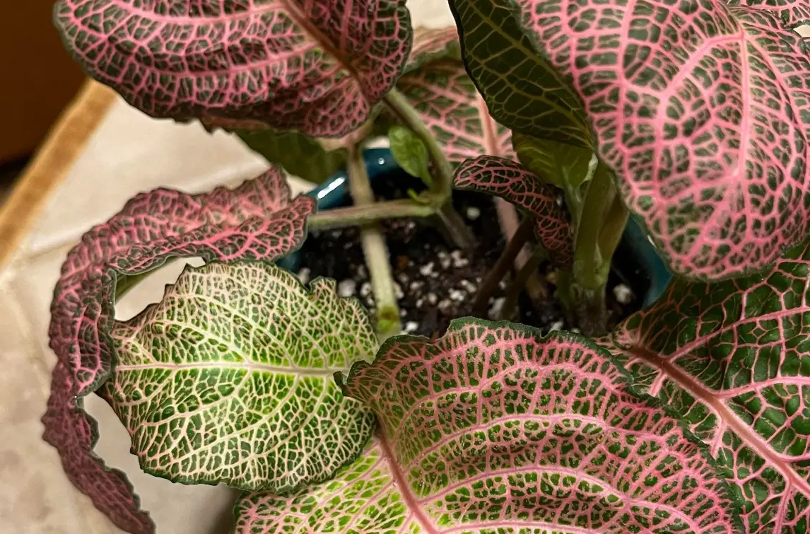 網紋草葉子捲曲怎麼辦？5大原因與終極搶救指南