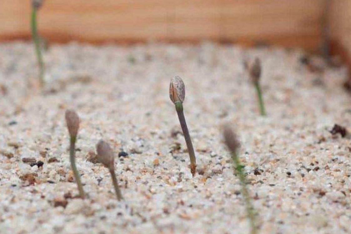 黑松種子發芽全攻略：從選種到養護的實戰心得