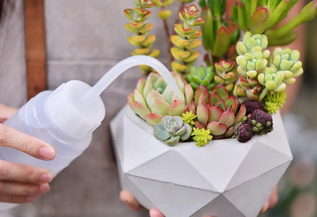 多肉植物澆水方法