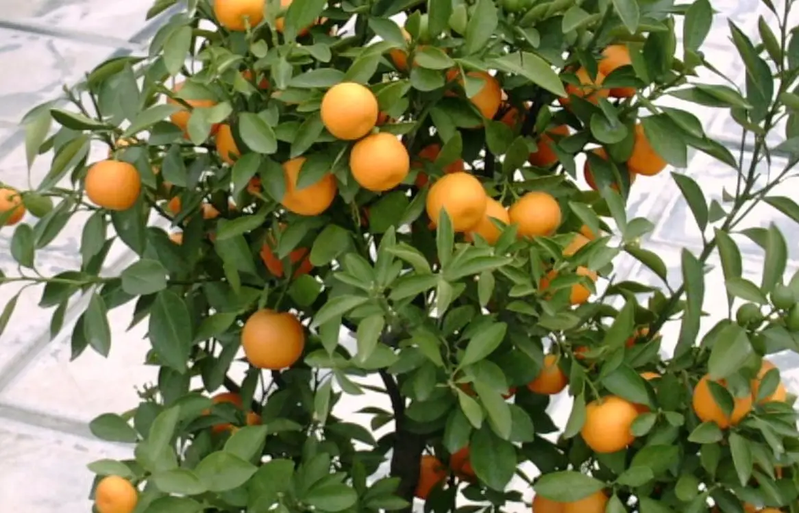 金桔種植全攻略：從盆栽到收成，新手也能成功豐收