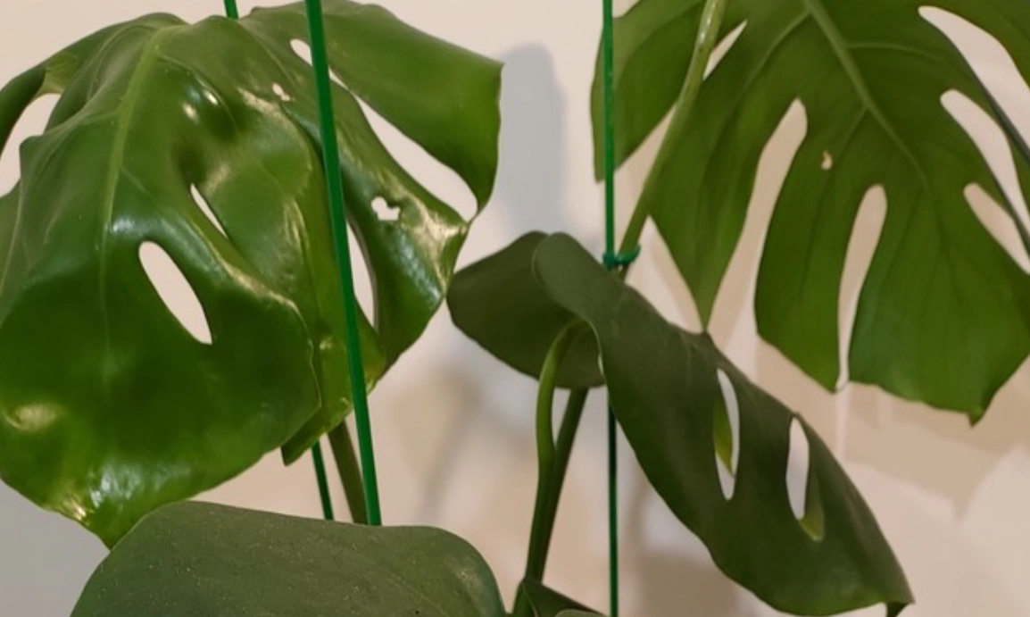 龜背芋葉子下垂