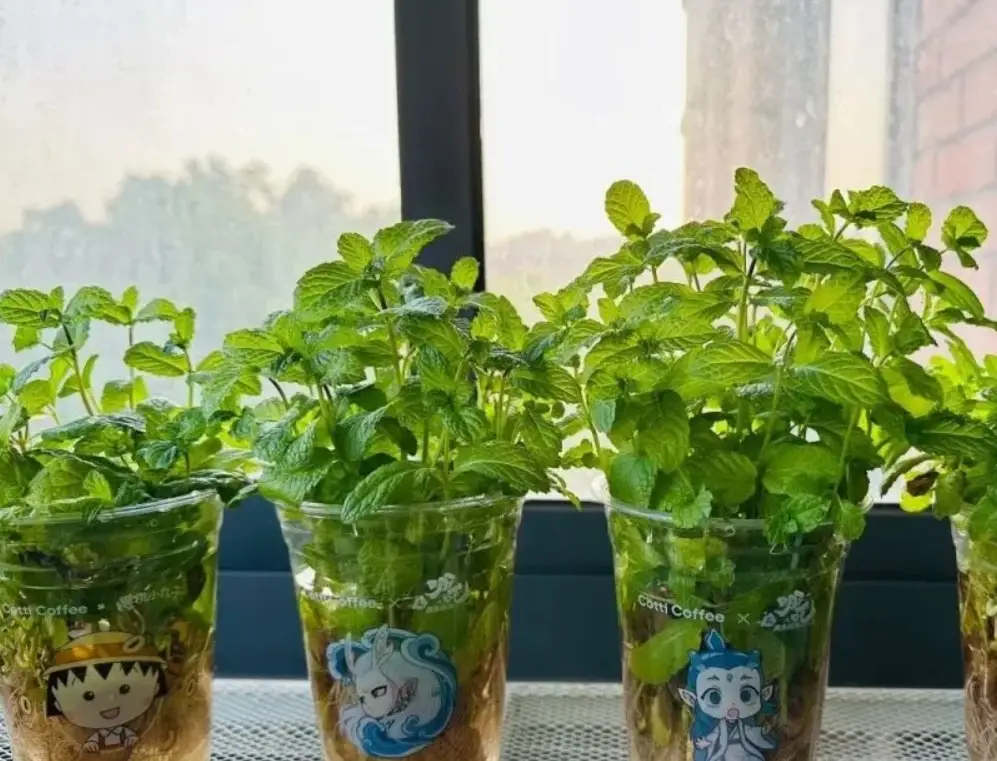 薄荷水培方法