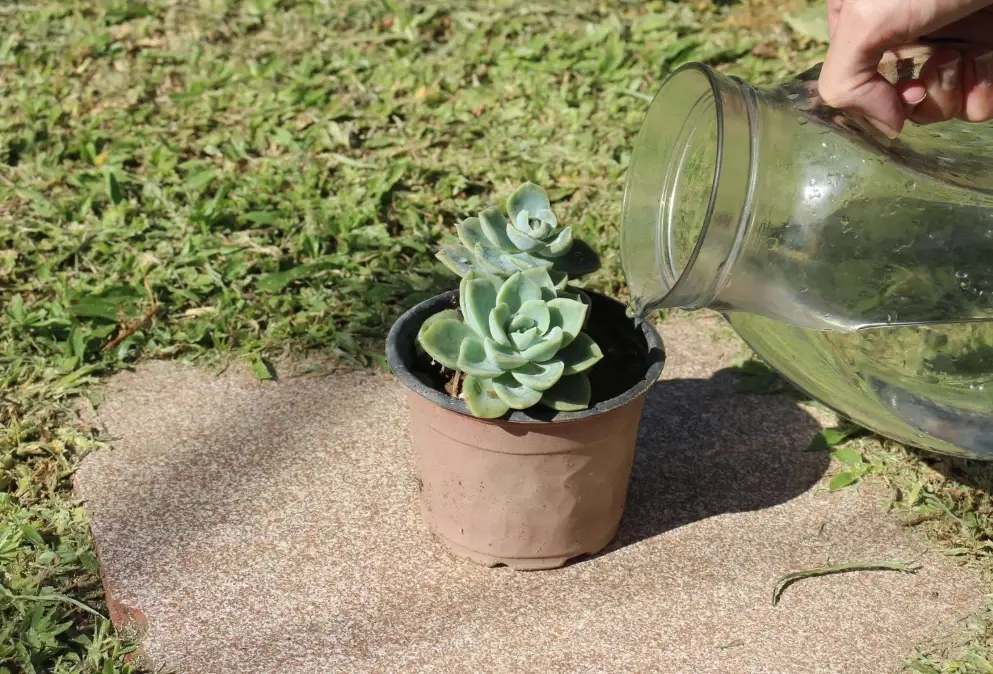 多肉植物多久澆一次水