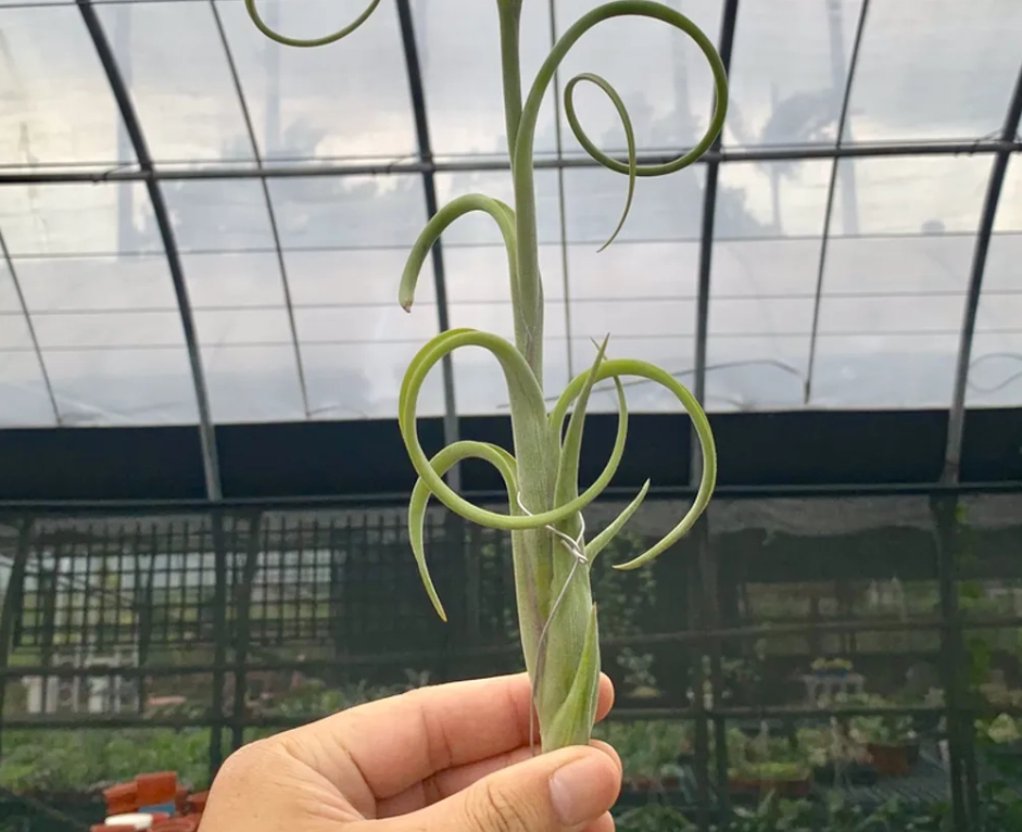 空氣鳳梨徒長怎麼辦？拯救細長變形全攻略