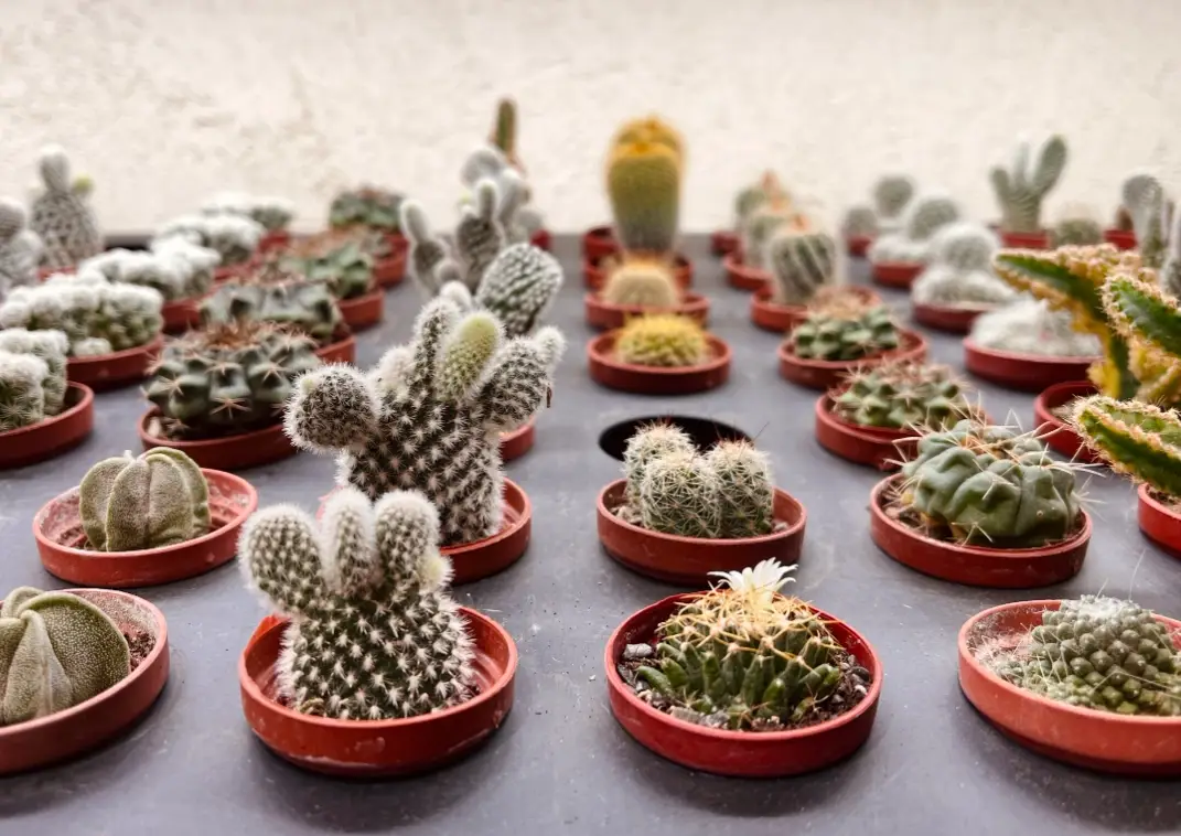 新手也能輕鬆上手的仙人掌種植全指南：從選盆到爆盆的實戰技巧