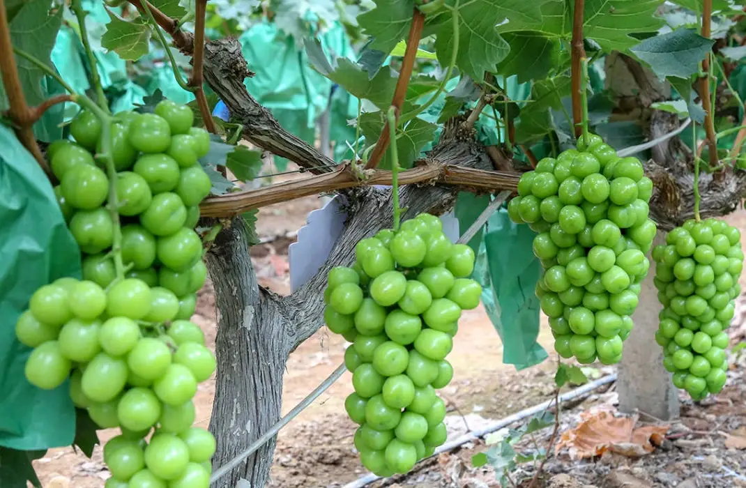 陽光玫瑰葡萄台灣種植