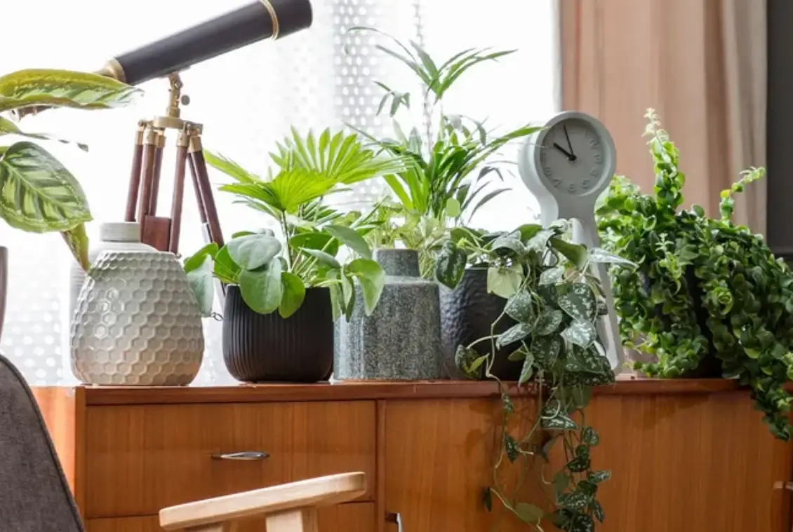 室內綠色植物推薦：10種好養植物名稱與照顧秘訣全解析