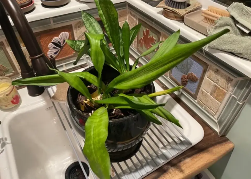 百合科換盆完整指南：時機判斷、步驟教學與常見錯誤解析